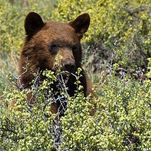 The Heenan Bear