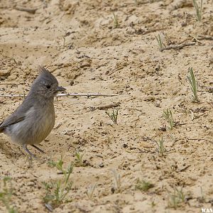 Juniper Titmouse