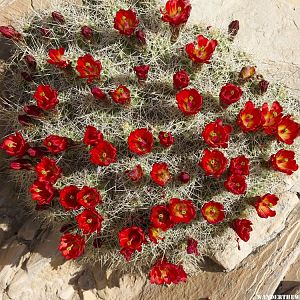 Claret Cups