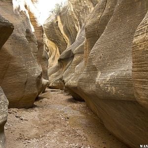 Willis narrows