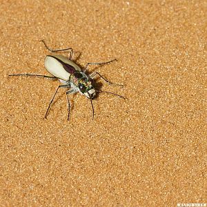 Coral Pink Sand Dunes Bettle