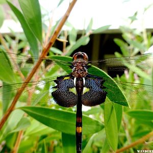 ninja dragonfly