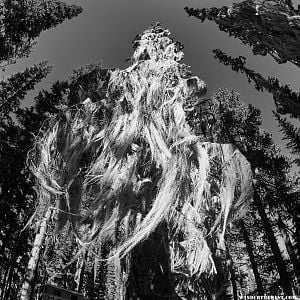 Tree moss (infrared)