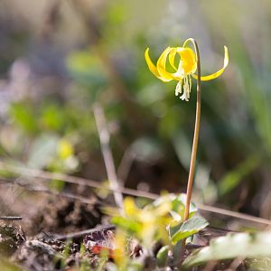 Glacier Lilly