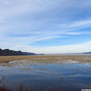 '15 MN 41 RENO TUNDRA SWANS