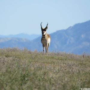 Prong Horn Antelope