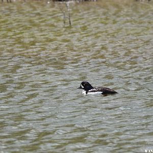 Barrow's Goldeneye