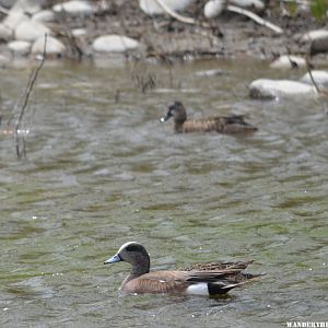 American Wigeon