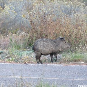 '16 Y83 NM, GILA NF JAVELINA