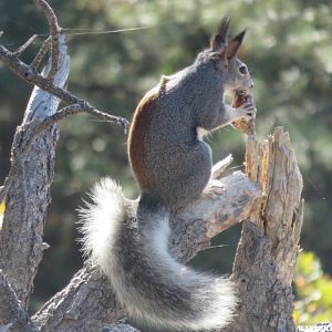 '16 Y47 AZ, MOGOLLON RIM VW, ALBERTS SQUIRREL