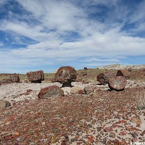 '16 W74 AZ, PETRIFIED FOREST VW