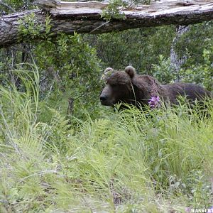 Kodiak Bear