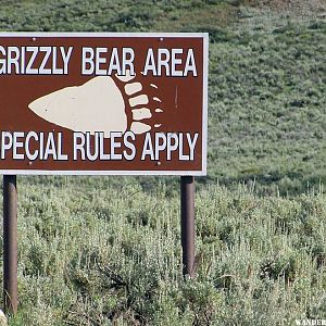 Grizzly Bear Area