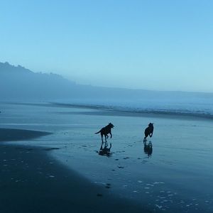 dogs shell beach