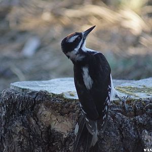 Hairy Woodpecker