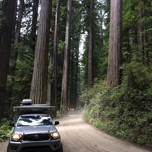 California Redwoods