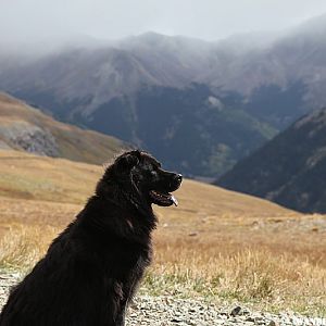 Diego - Cinnamon Pass Sept 2009