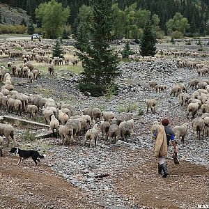 The great sheep shuffle