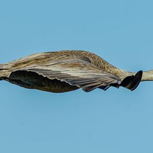 Sandhill Crane in flight