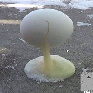 frozen Egg