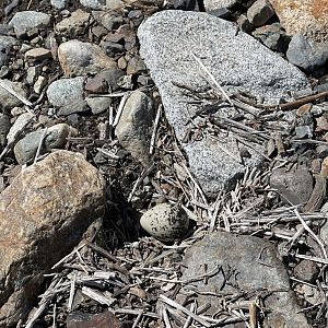 Killdeer Nest and Egg