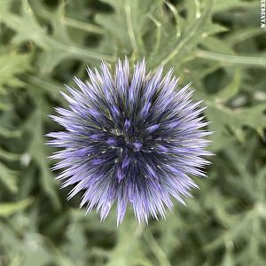 Ball Thistle