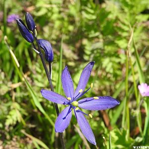 Camas Lilly