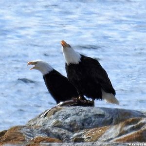 Grumpy eagles