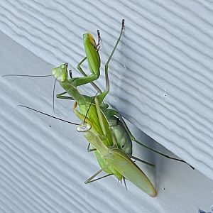 California Mantis - Stagmomantis californica