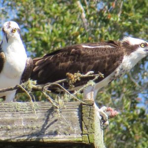 osprey