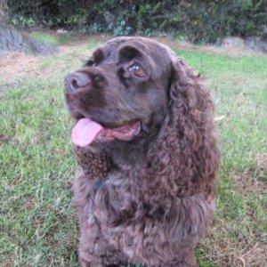 Lucy, 8 year old Cocker Spaniel.2014 now 15.3 years old.
 Got a bit of gray on her chin now. Went to Doggie Heaven Sept 29 / 2018-1:30 pm RIP Lucy.