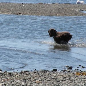 Lucy taking a dip.