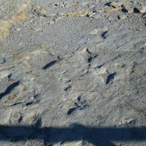 clayton dino tracks