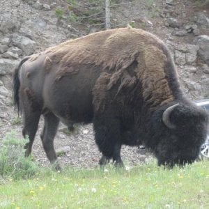 Bison