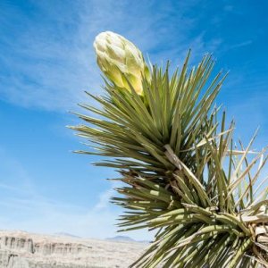 A Joshua Tree Bloom, Red Rock Canyon State Park, CA