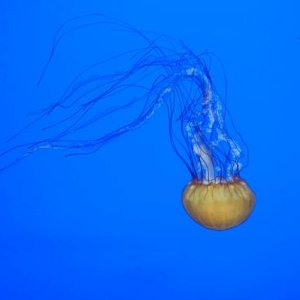 Sea Nettle Jellyfish, Oregon Coast Aquarium, Newport, OR