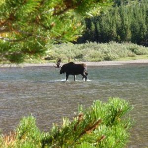 While Escaping in Glacier NP