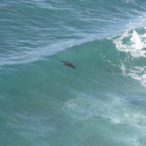 We didn't do the Sea Lions Caves tour but enjoyed watching them body surf from up above.