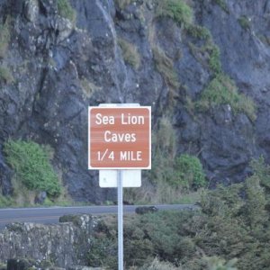 Sea Lions Caves