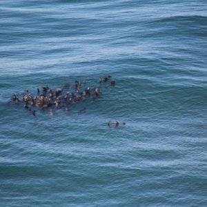 Sea Lions Caves is just down the road from Sea Perch resort