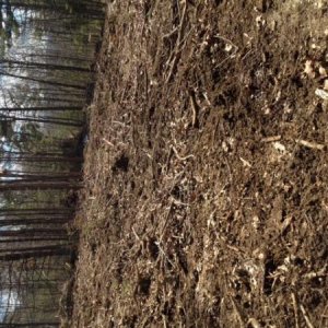 Winter peas food plot, trees cut and stumped.