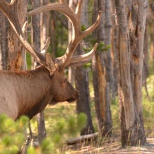 Hubba, Hubba, what a nice rack!