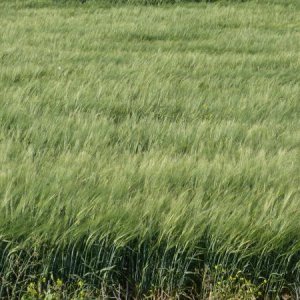 barley field