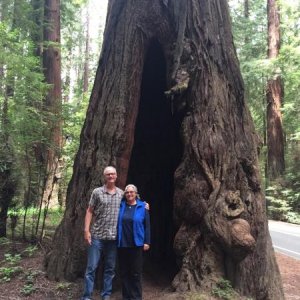 Avenue of The Giants, N. Ca.