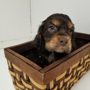 Ginger  8 weeks Our new Cocker spaniel.