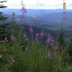 Fireweed at Huckleberry Hill, OR