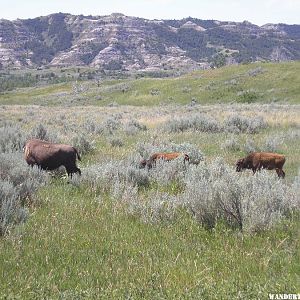 Teddy Roosevelt NP north  unit