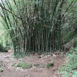 Bamboo - Hanakapi`ai Falls Trail