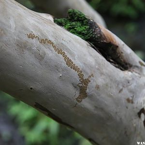 Nature's Art - Hanakapi`ai Falls Trail