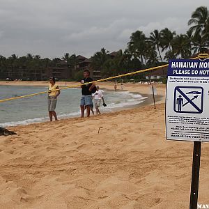 Hawaiian Monk Seal - Poipu